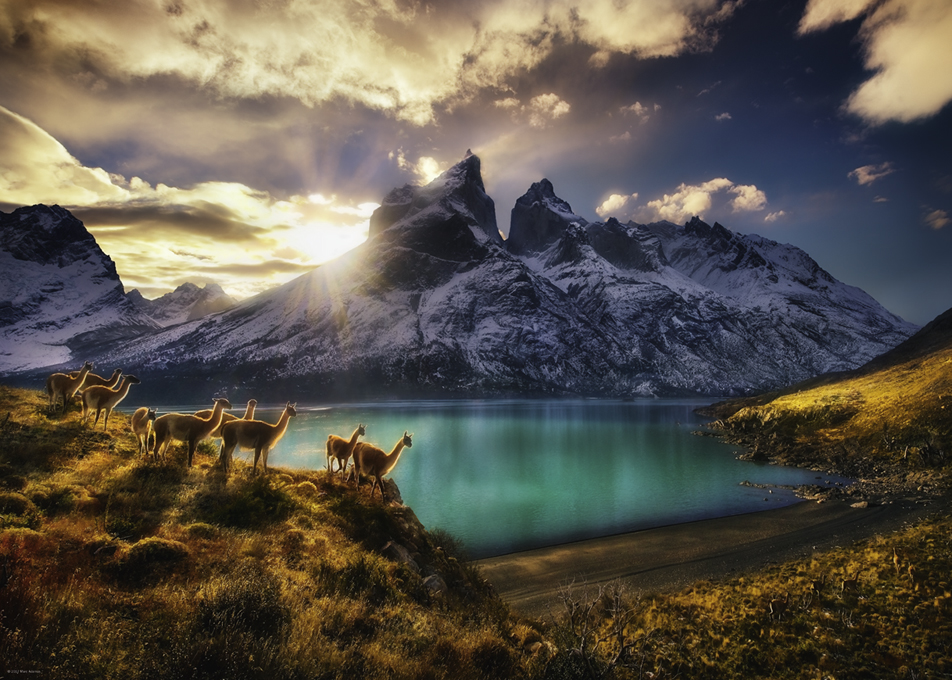 Guanacos