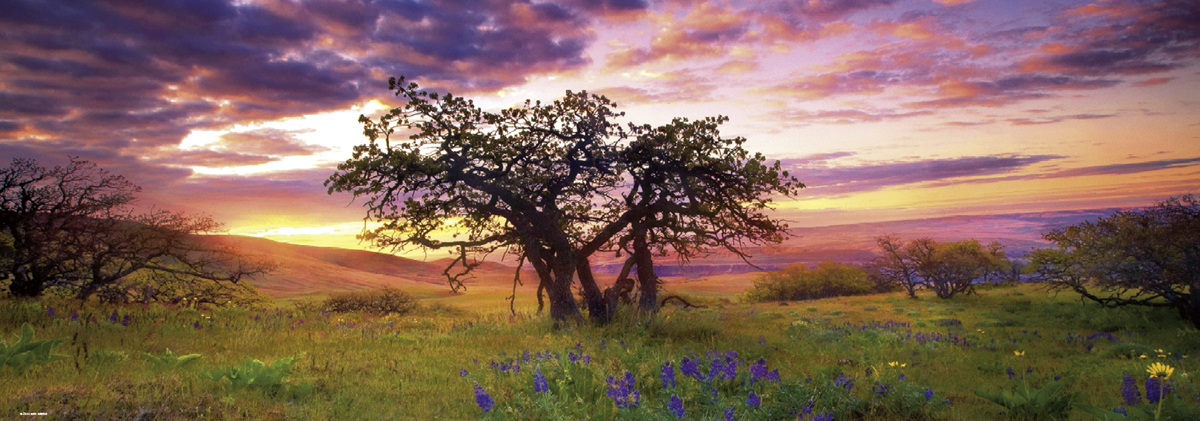 Oak Tree von Humboldt 2000pz