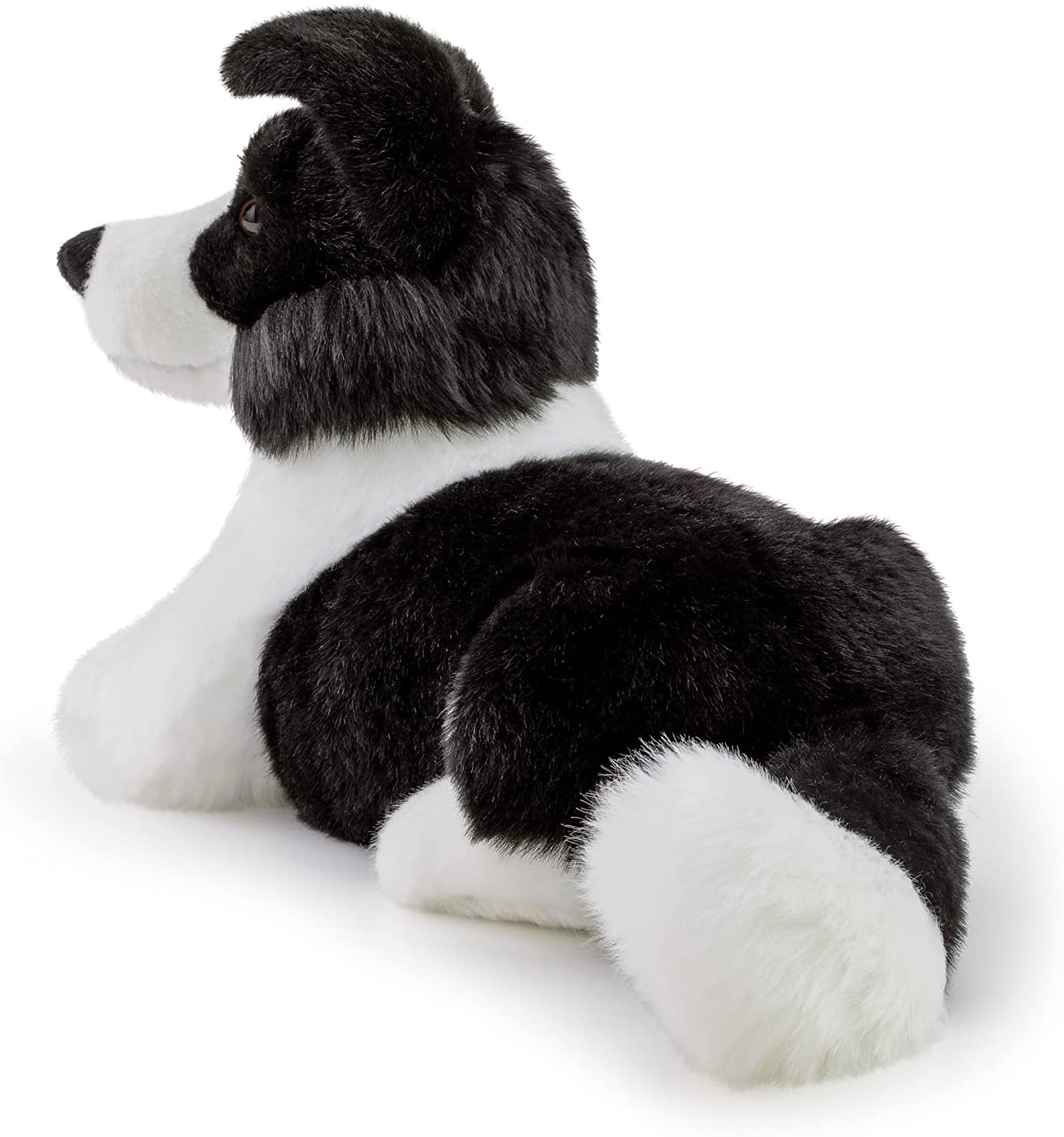 Border collie Scott medium