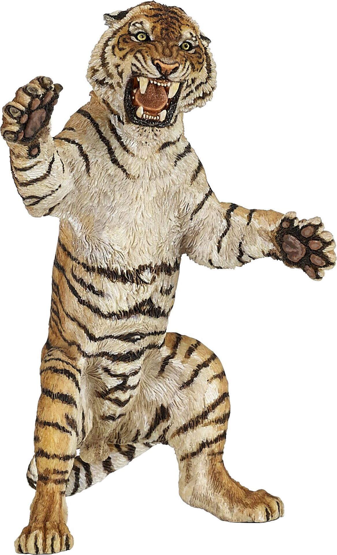 Tigre eretta