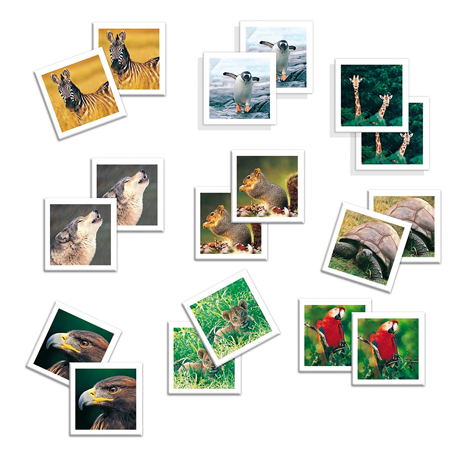 Memo foto animali