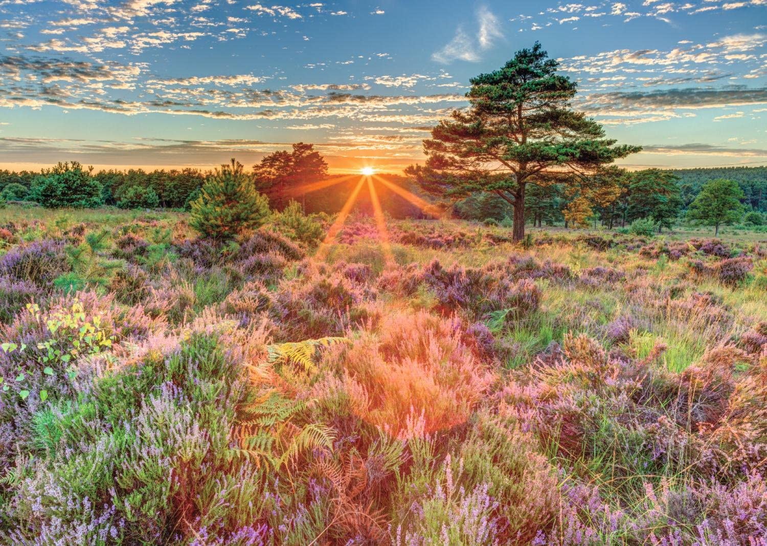 Heather al tramonto