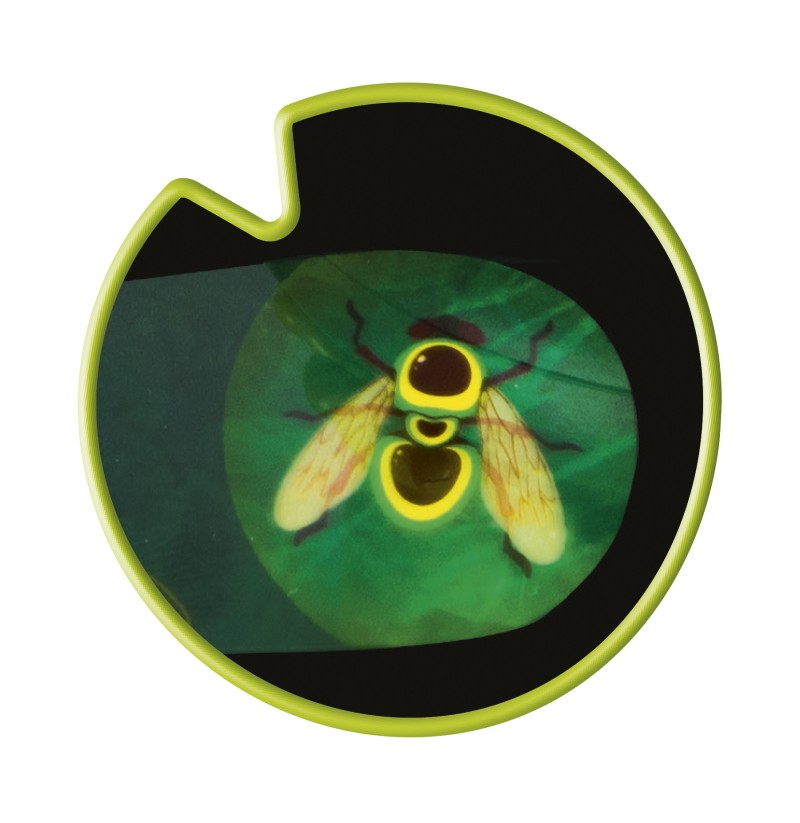 Frog Hop - rana Gustavo cattura insetti