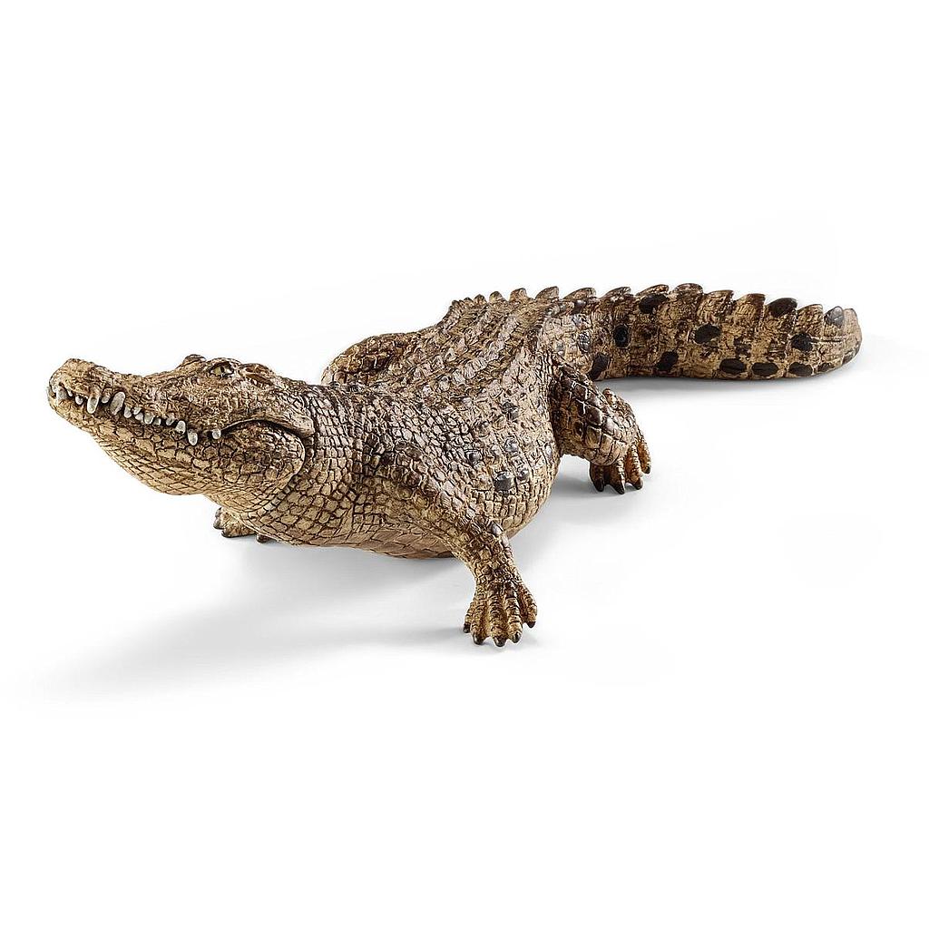 Coccodrillo