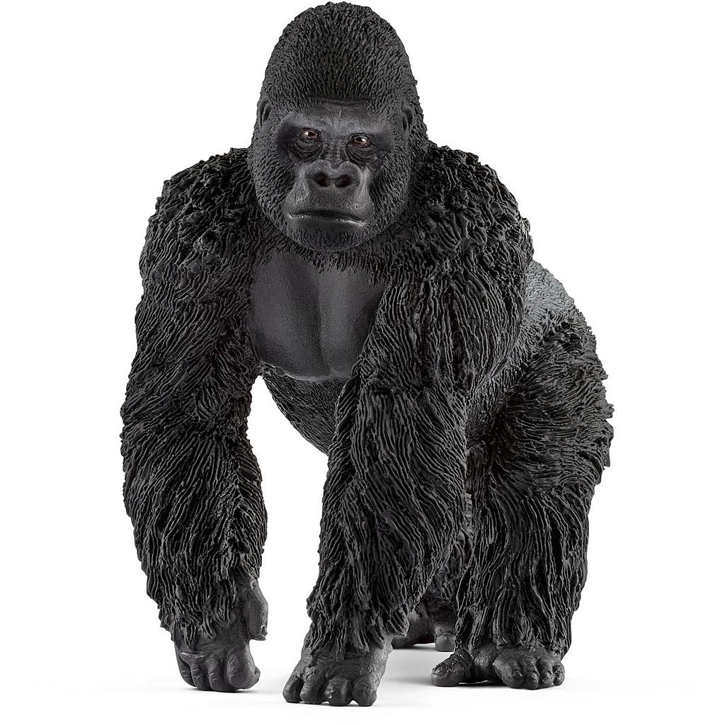 gorilla maschio