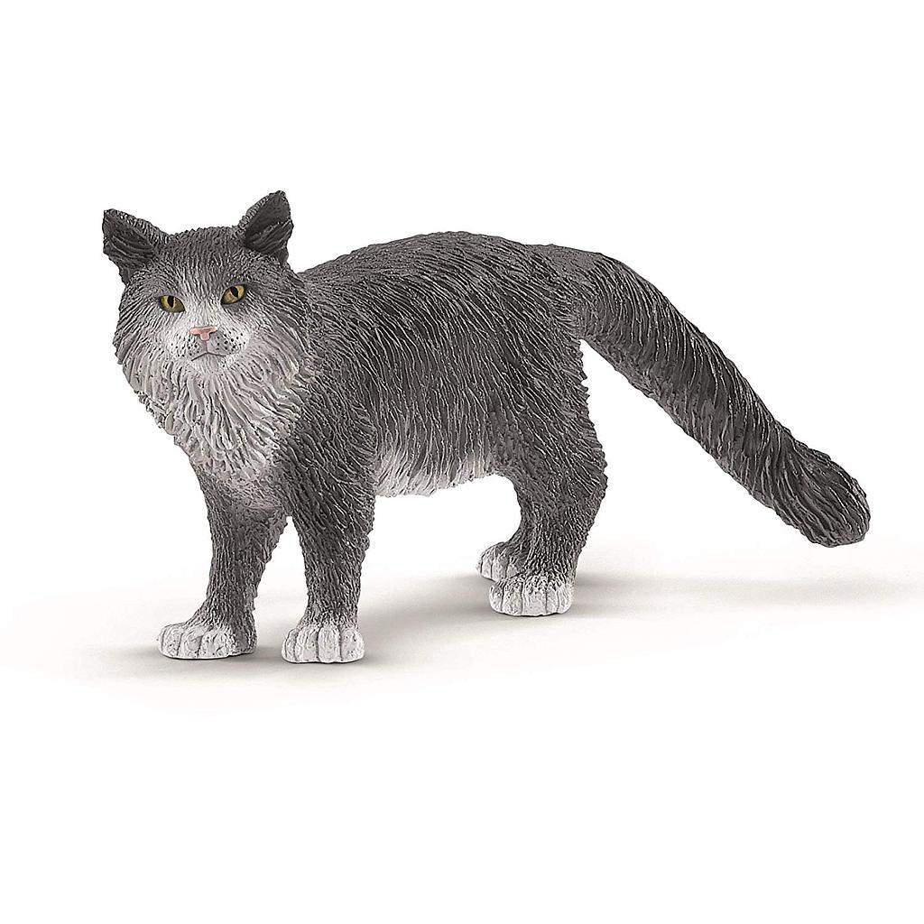 Gatto Maine-Coon
