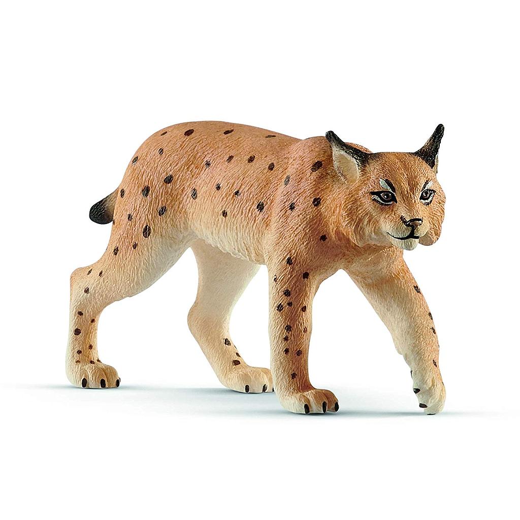 Lince