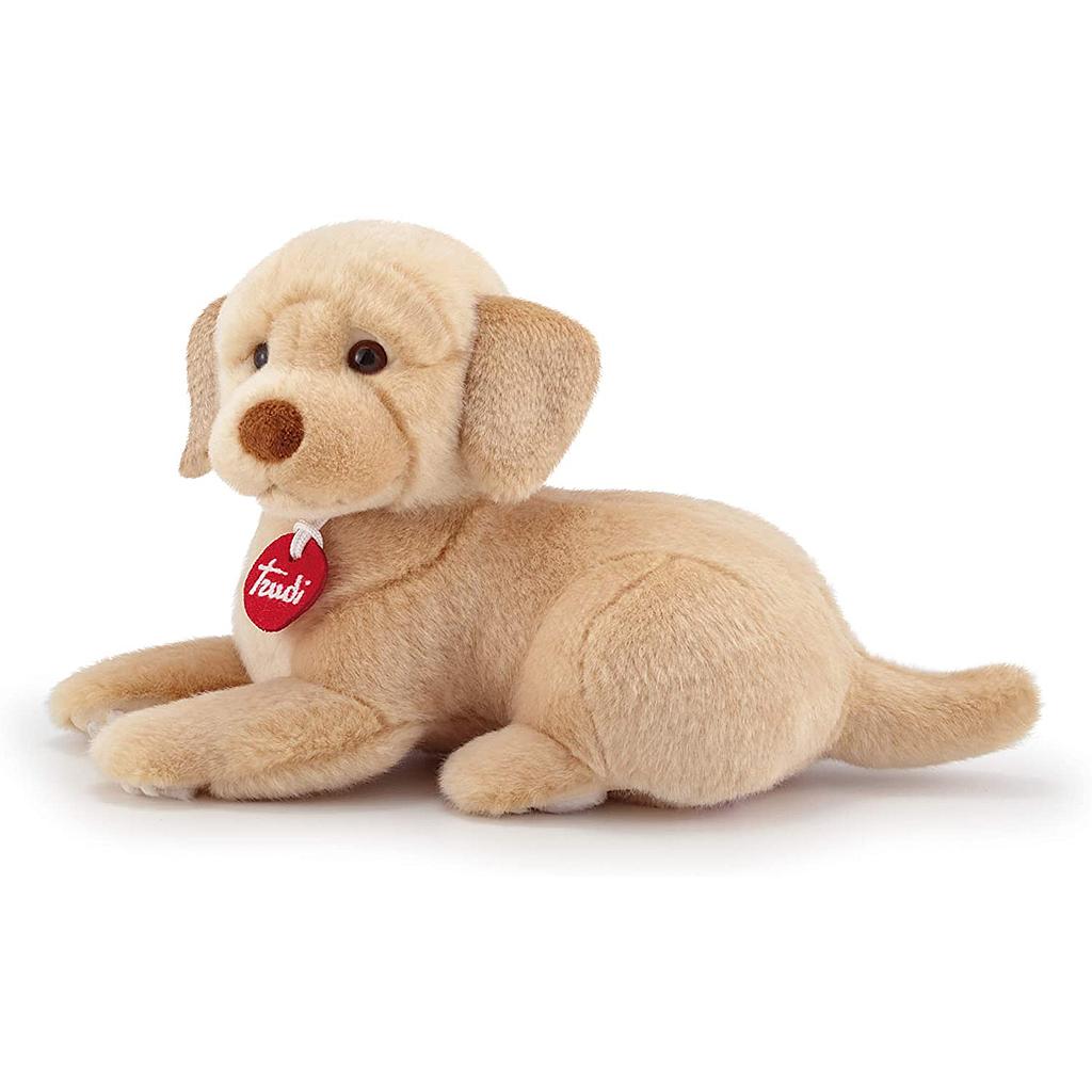 Labrador Liam Disteso