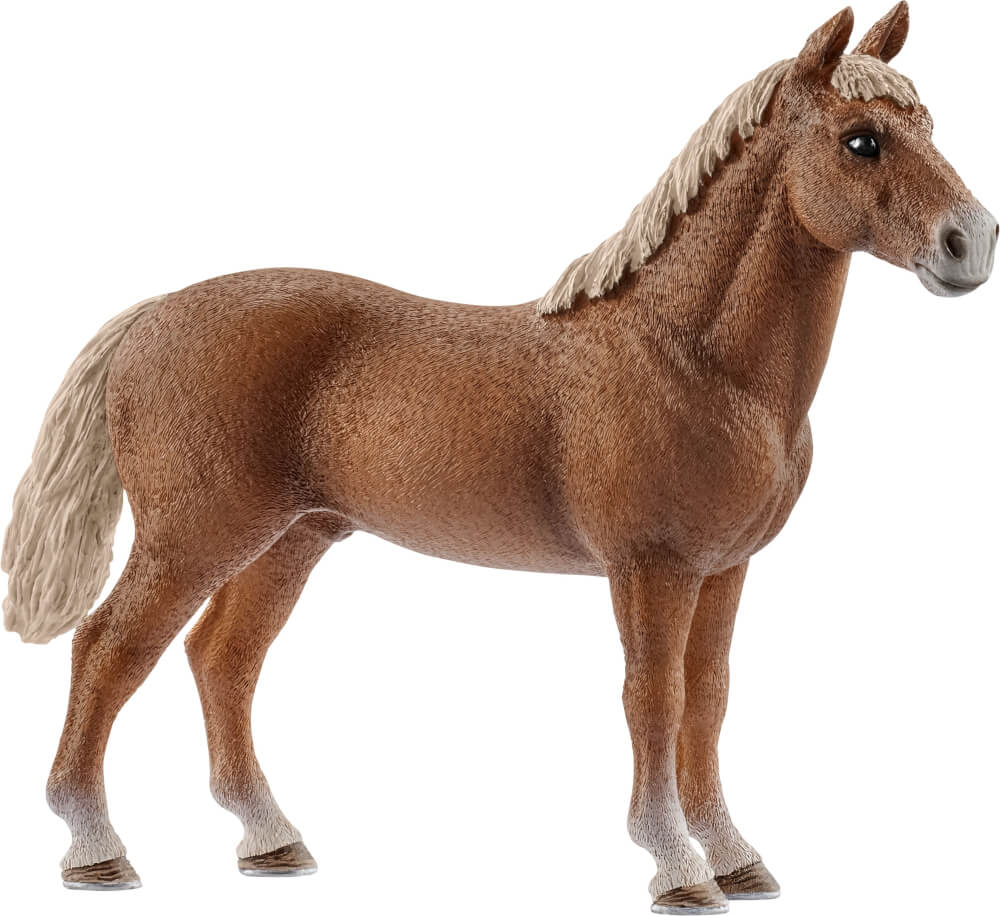 cavallo stallone Morgan