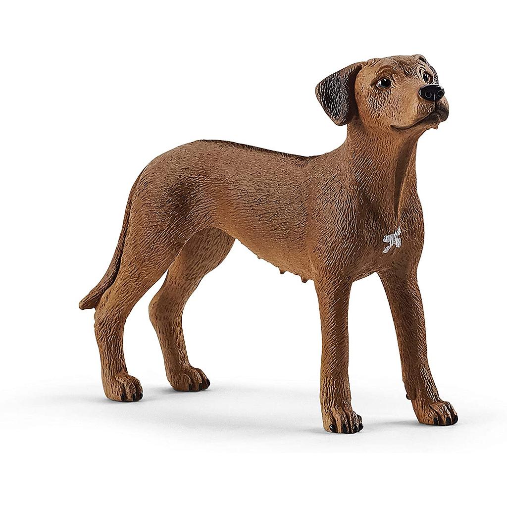 cane rhodesian ridgeback