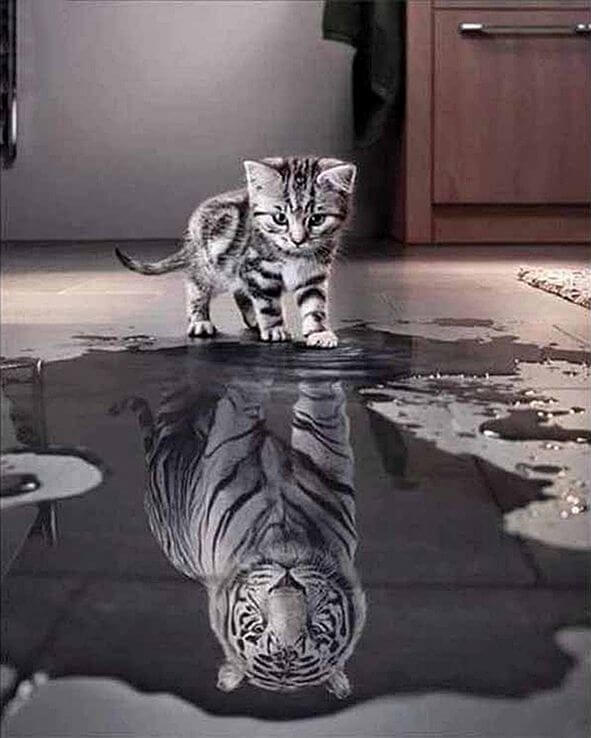 Gatto/tigre diamond