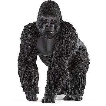 gorilla maschio