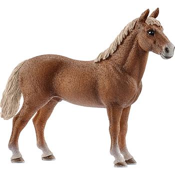 cavallo stallone Morgan